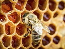 abeilles,apiculture,miel,plastique,pollution,pollen,consommation,fleurs
