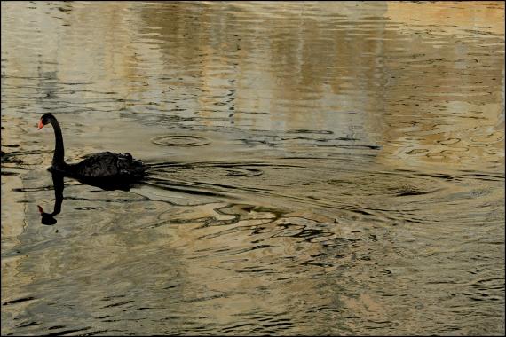 Jardins et nouvelle heure Jardins de la Fontaine, Nîmes, Parcs, Jardins publics, poissons, nymphée, couleurs