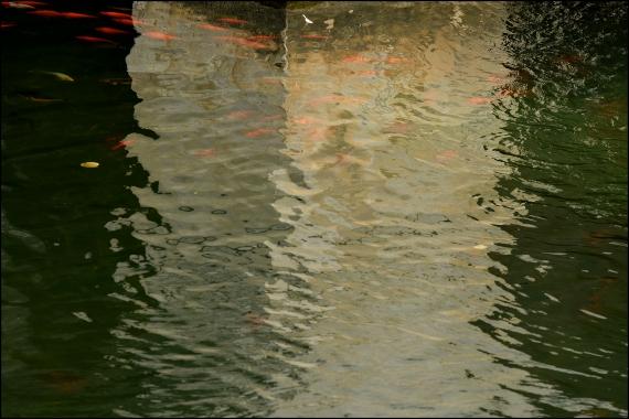 Jardins et nouvelle heure Jardins de la Fontaine, Nîmes, Parcs, Jardins publics, poissons, nymphée, couleurs