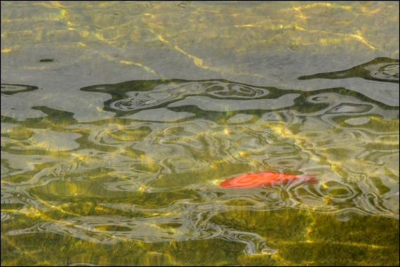 Jardins et nouvelle heure Jardins de la Fontaine, Nîmes, Parcs, Jardins publics, poissons, nymphée, couleurs