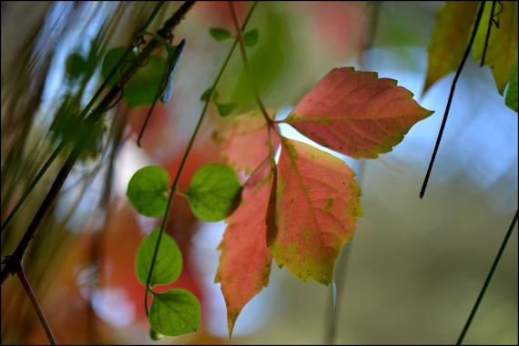 Jardins et nouvelle heure Jardins de la Fontaine, Nîmes, Parcs, Jardins publics, poissons, nymphée, couleurs