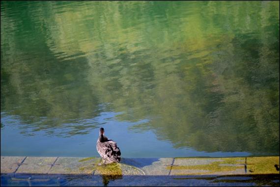 Jardins et nouvelle heure Jardins de la Fontaine, Nîmes, Parcs, Jardins publics, poissons, nymphée, couleurs