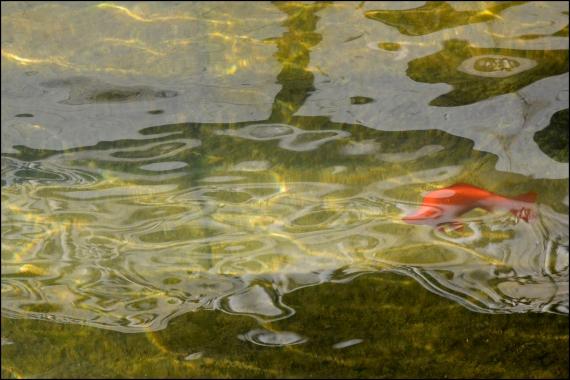 Jardins et nouvelle heure Jardins de la Fontaine, Nîmes, Parcs, Jardins publics, poissons, nymphée, couleurs