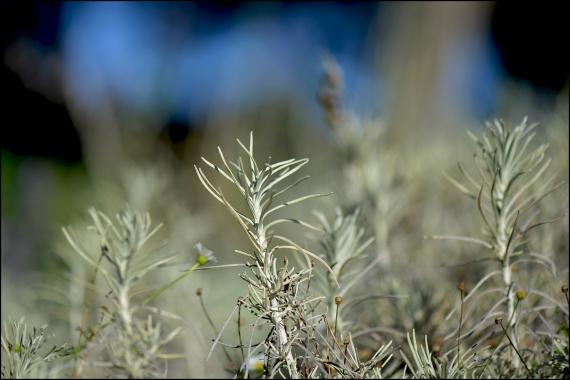 Jardins et nouvelle heure Jardins de la Fontaine, Nîmes, Parcs, Jardins publics, poissons, nymphée, couleurs