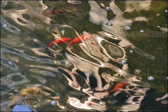 Jardins et nouvelle heure Jardins de la Fontaine, Nîmes, Parcs, Jardins publics, poissons, nymphée, couleurs