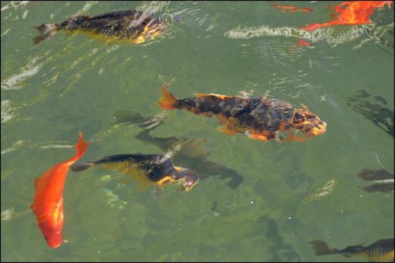Jardins et nouvelle heure Jardins de la Fontaine, Nîmes, Parcs, Jardins publics, poissons, nymphée, couleurs