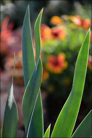 Jardins et nouvelle heure Jardins de la Fontaine, Nîmes, Parcs, Jardins publics, poissons, nymphée, couleurs