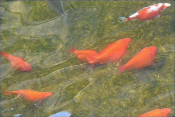 Jardins et nouvelle heure Jardins de la Fontaine, Nîmes, Parcs, Jardins publics, poissons, nymphée, couleurs