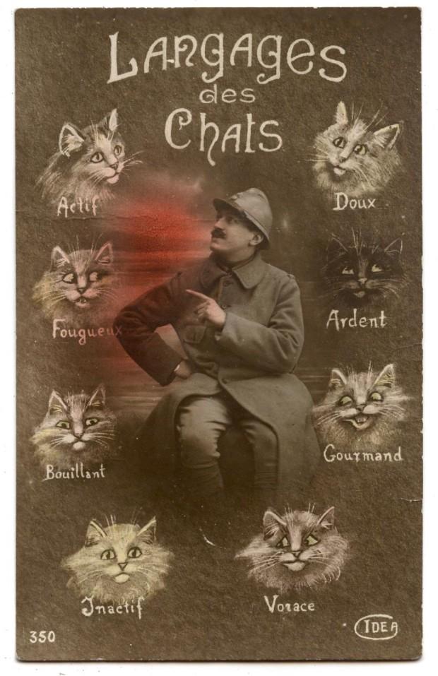 Carte postale langage des chats