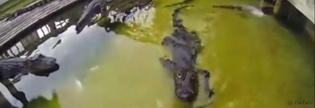 Thaïlande: Filmer un crocodile peu nuire a votre budget [HD]