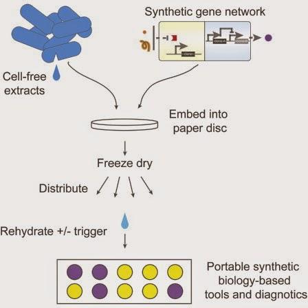 #génie-génétique #in-vitro #glucose-sensors #Ebola Réseau de gènes de synthèse sur support papier