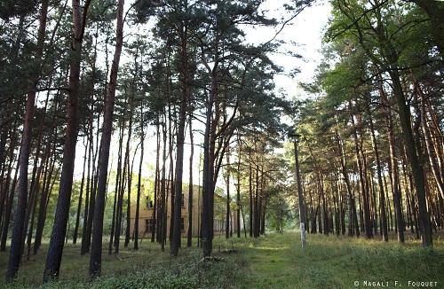 Cache-cache à la caserne 2_forêt