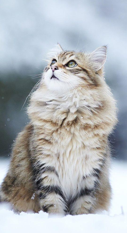 Inspirez toutes les facettes de votre vie Chat en hiver