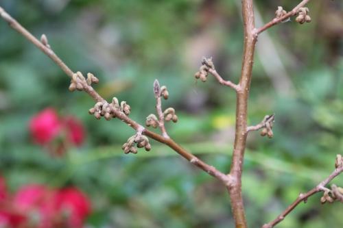 9 hamamelis mollis romi 29 oct 2014 021 (1).jpg