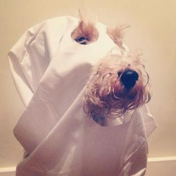 Halloween et les marques : le cas de Hootsuite Halloween et les marques : le cas de Hootsuite