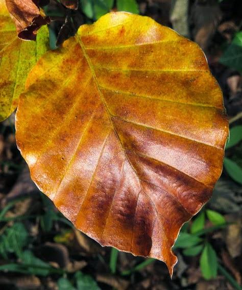 Feuilles d'automne Feuilles d'automne