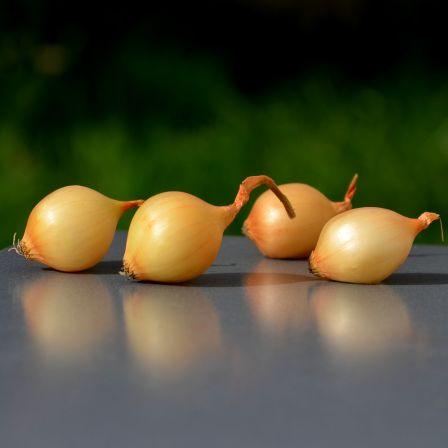 detail-oignon-jaune2.jpg, nov. 2014 Oignon, echalote et ail, les bulbes à planter en automne pour des récoltes précoces.