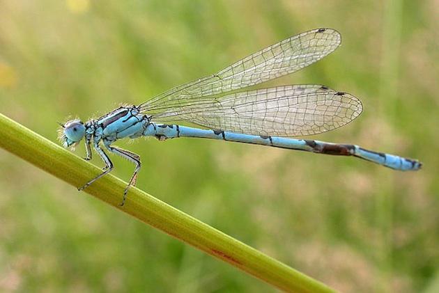 Contestation du barrage de Sivens : combien d’eau consomme l’agriculture française ? En France, l’agriculture consomme 48 % de l’eau disponible L'agrion de Mercure (Coenagrion mercuriale), l'une des espèces protégées habitant la zone humide du Testet, sur laquelle devrait surgir le barrage de Sivens. / Ph. Gilles San Martin via Wikimedia Commons - CC BY SA 2.0