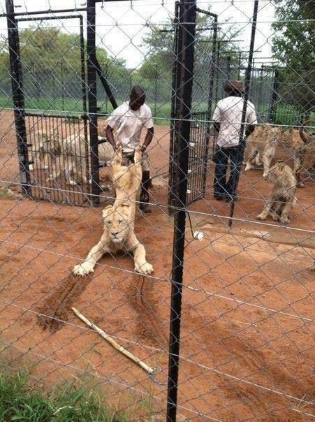 Le lendemain de week-end c'est dur... Même les lionnes ne veulent pas reprendre le boulot avec les clowns....