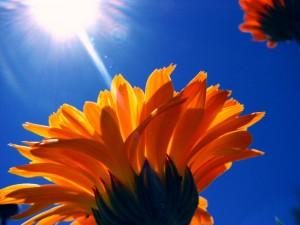 Conseils pour courir par temps chaud 40690_20130802112509_chaleur1