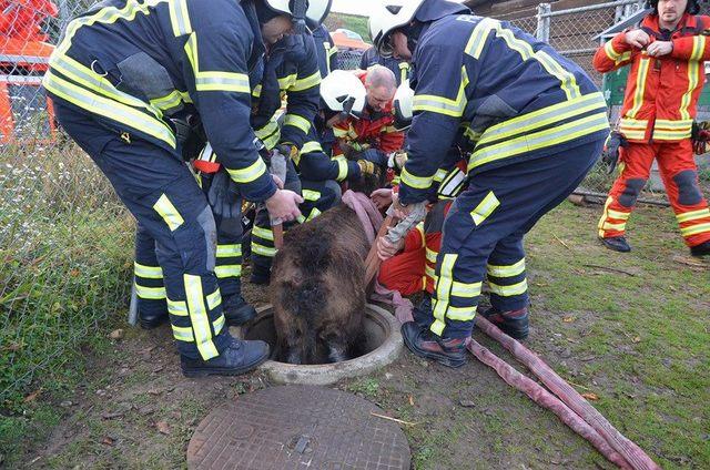 Un âne tombe et se coince dans une bouche d’égout Un âne tombe et se coince dans une bouche d'égout