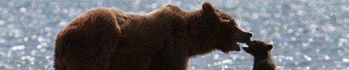 Grizzly-Banner-1280px