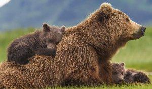 Grizzly-Photo-03