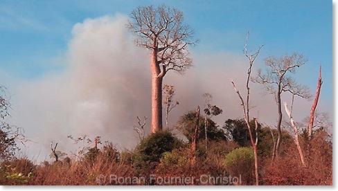 baobab Madagascar : le dernier film inédit de Ronan Fournier Christol