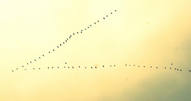 Et puis ce fut l’automne IMG_9851