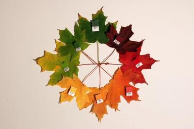 automne,lumière,couleurs,biologie,arbres,soleil