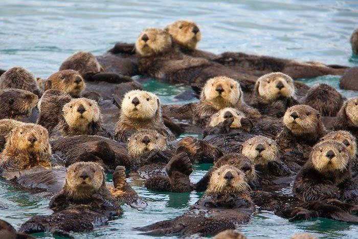 ❤ Sea Otters ❤