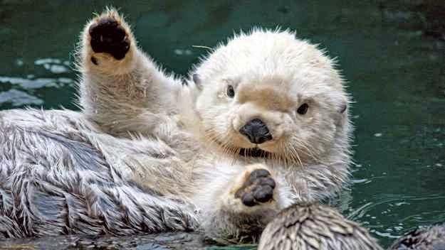 ❤ Sea Otters ❤