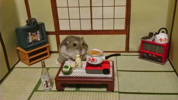 Ginji, le Hamster le plus heureux du Japon