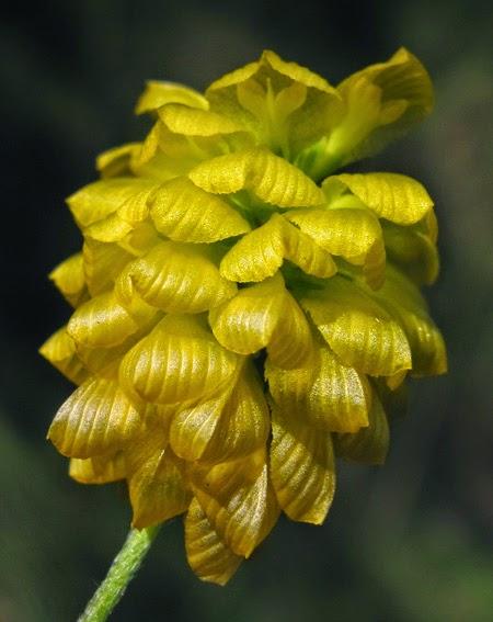 Le Trèfle doré : 2200 ème plante présente dans le Monde de Lupa