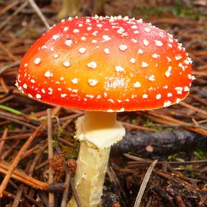 Les amanites à petits pois tue-mouches