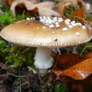 Les amanites à petits pois panthère