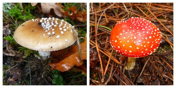 Les amanites à petits pois ensemble