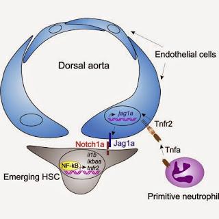 #TNRF2 #Notch #TNFα #NFκB #hématopoïèse #cellulessouches #pro-inflammation Régulation des cellules souches hématopoïétiques par la signalisation pro-inflammatoire