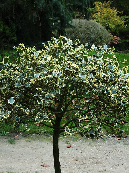 Petit arbre petit arbre du parc Edmond de Rothschild