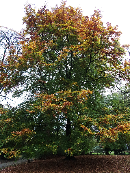 Arbre arbre, parc Edmond de Rothschild