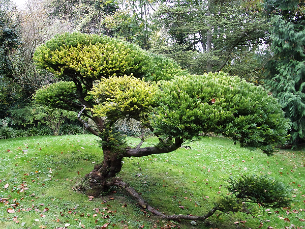 If arbres du parc Edmond de Rothschild