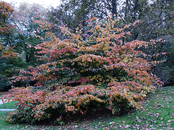 Arbre aux feuilles rouges arbres, parc Edmond de Rothschild