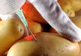 Les Etats-Unis approuvent la première culture de pomme de terre génétiquement modifée