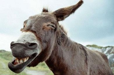 Le plus grand nombre d’anes attelés en ligne record du plus grand nombre d anes atteles en ligne