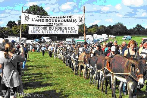 Le plus grand nombre d’anes attelés en ligne anes attelés en ligne