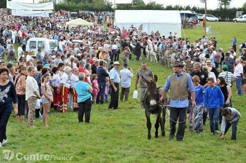 Le plus grand nombre d’anes attelés en ligne record plus grand nombre d anes