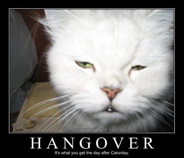 7955-hangover-cat