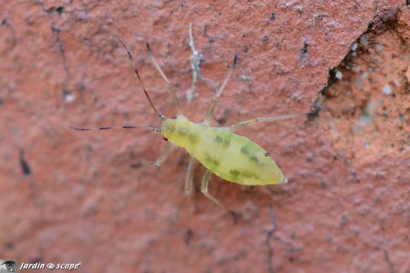 Forme ovipare aptère Euceraphis sp. (en automne)