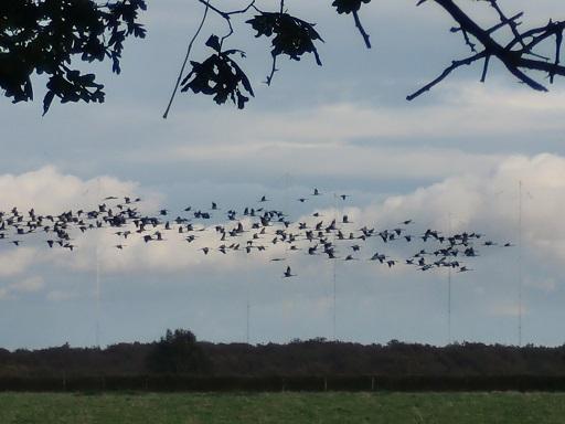 Les grues poussent dans les champs de maïs !