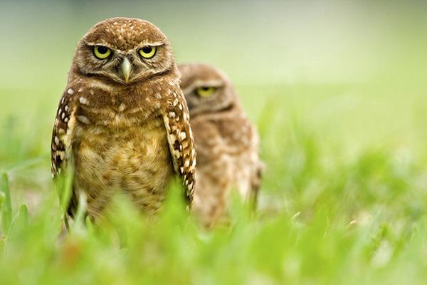 burrowing-owl-600x400.jpg